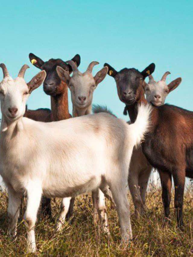 Lo sapevi che le capre possono vivere questa lunga immagine di copertina