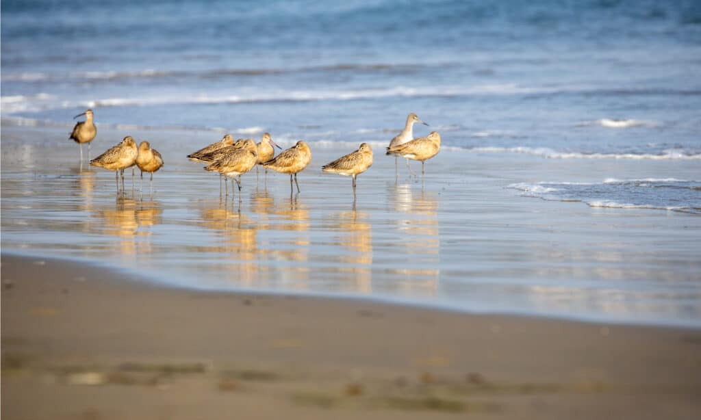 Chiassosi sulla spiaggia