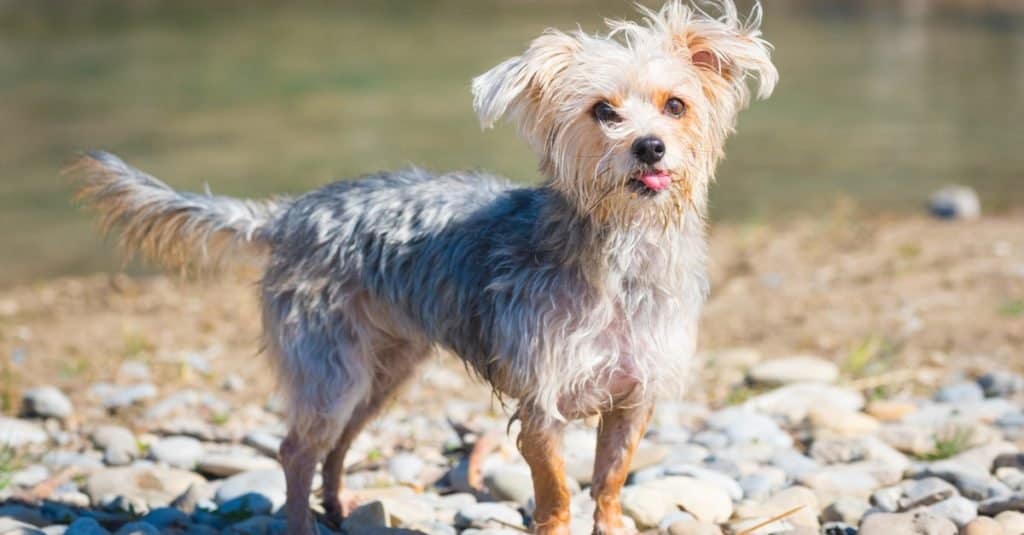 Cane Morkie che gioca su una spiaggia fluviale