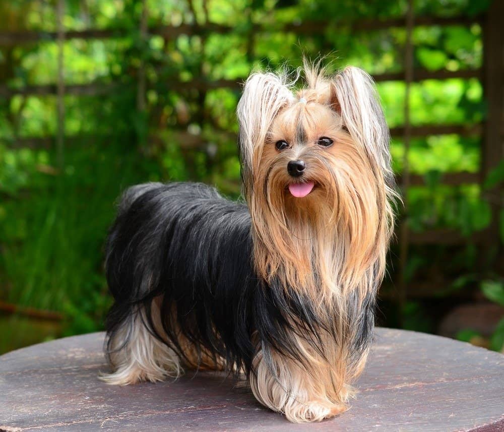Yorkshire terrier in piedi fuori su un tavolo