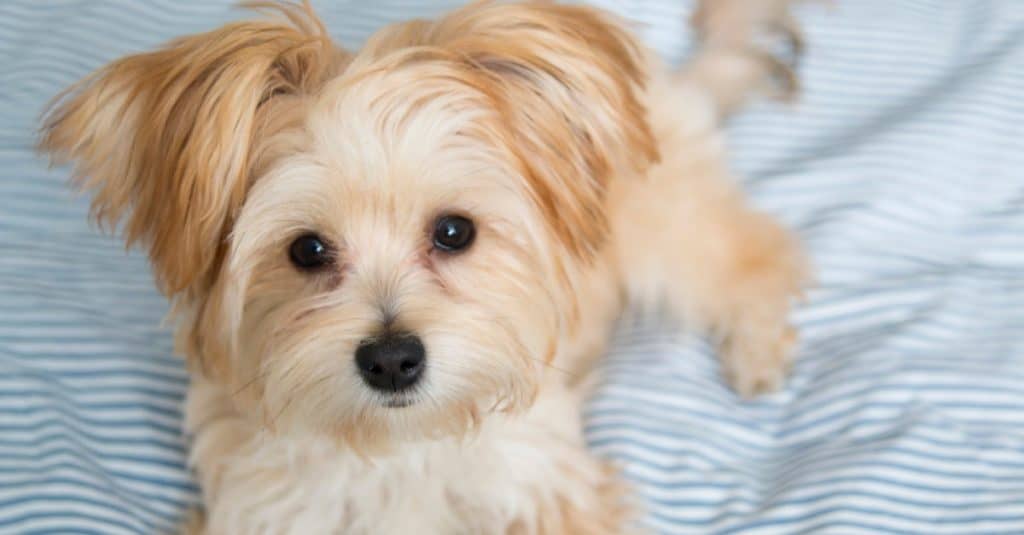 Sweet Morkie Puppy guardando direttamente la telecamera
