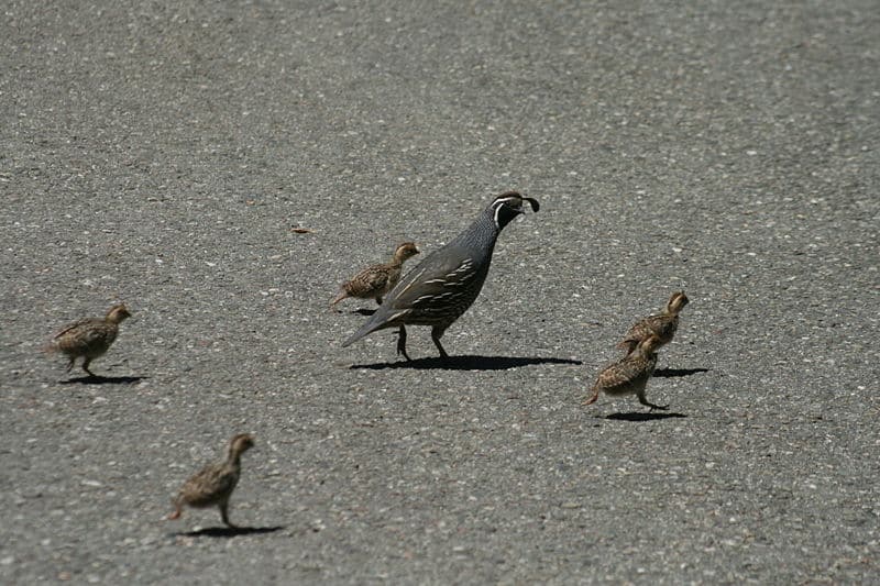 Quaglia della California (Callipepla californica) con i giovani