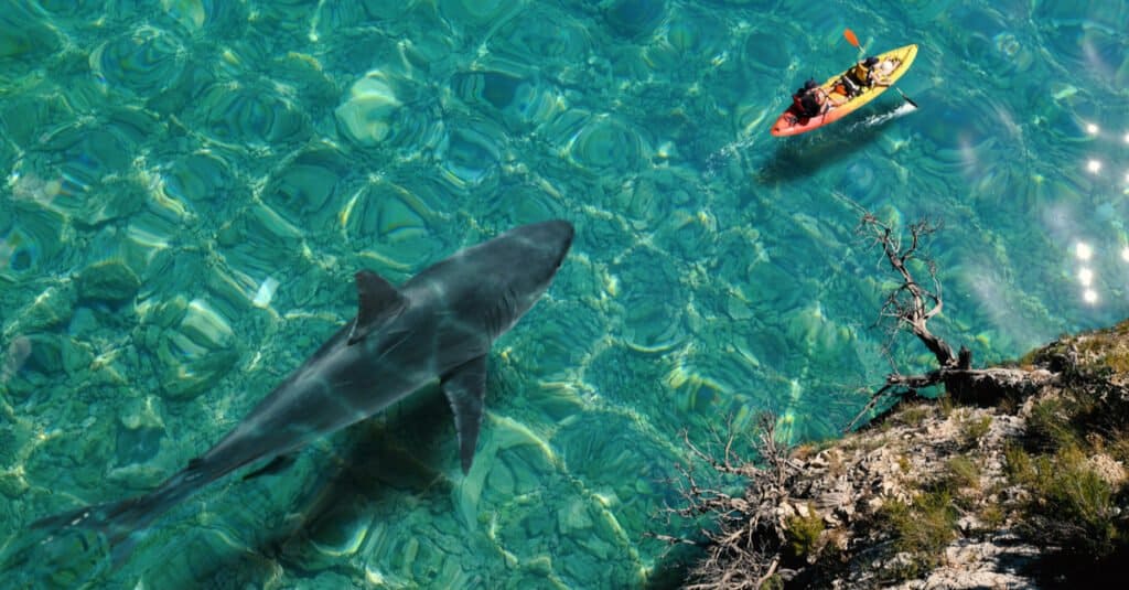 Grande squalo bianco dietro un kayak