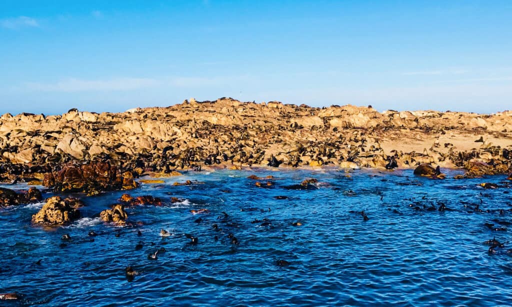 Shark Alley, Sud Africa