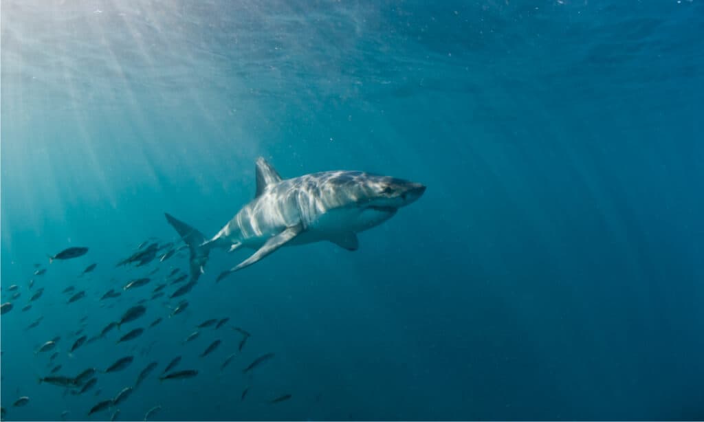 Grande squalo bianco con pesce