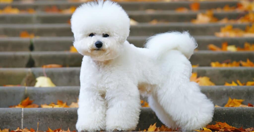 Bichon Frise in piedi sui gradini