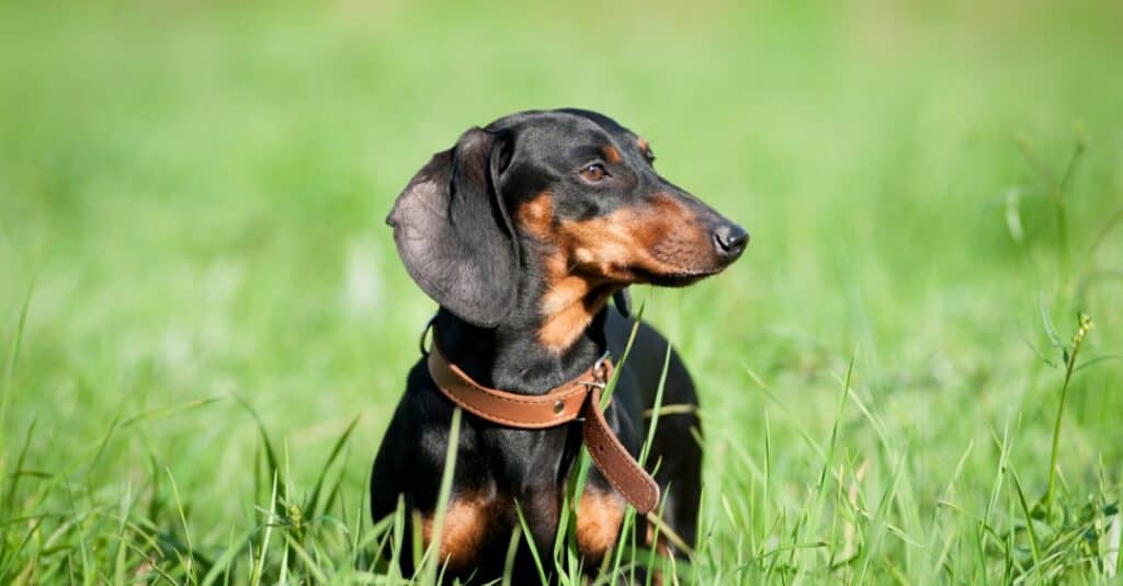 cani bassotto dalle grandi orecchie