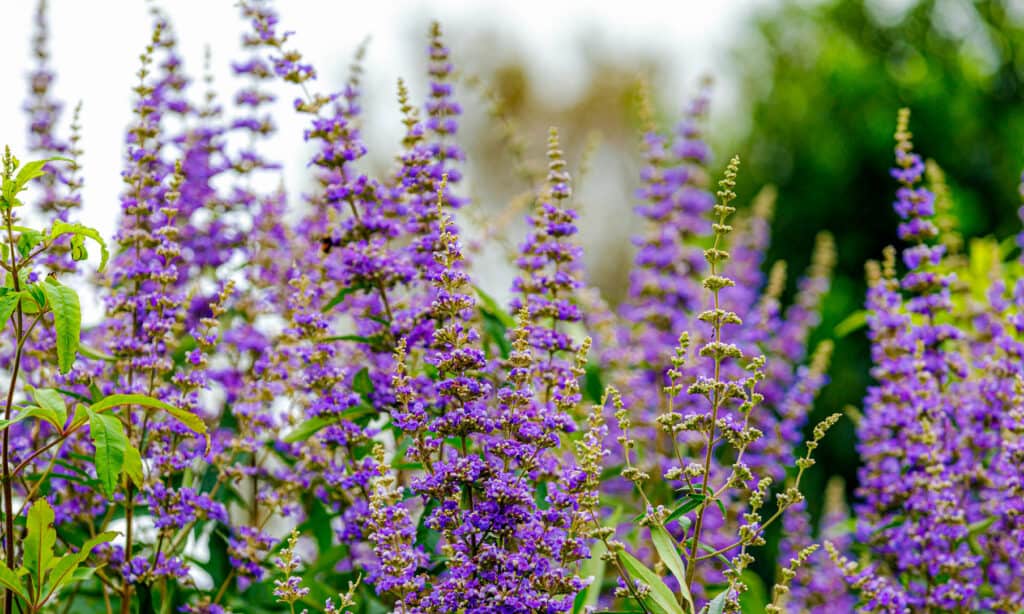 Vitex Texas (Agnocasto)