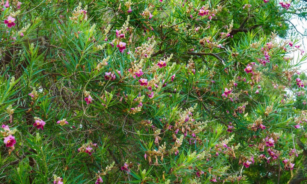 Il salice del deserto produce bellissimi fiori rosa o viola