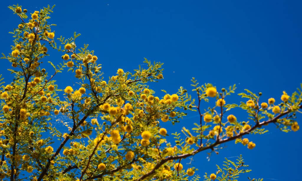 Alberi originari del Texas