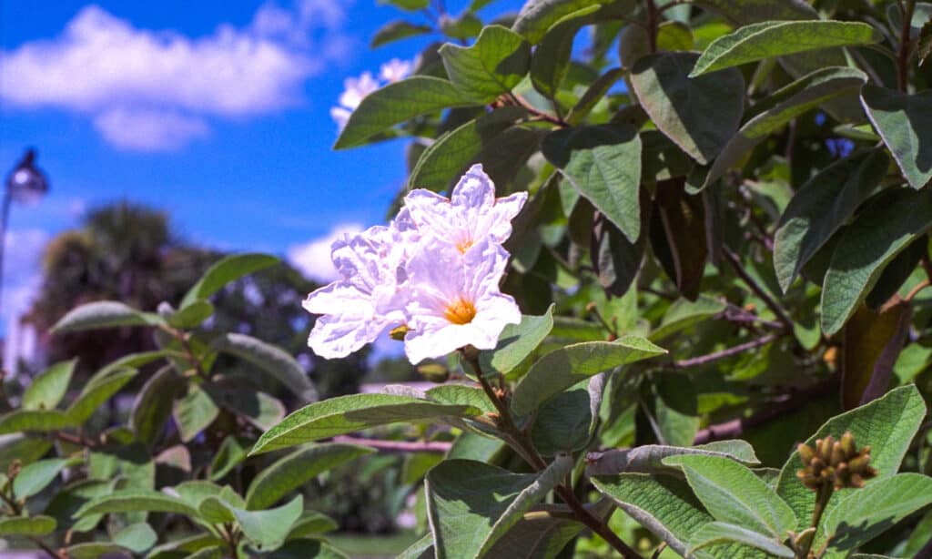 Oliva selvatica del Texas