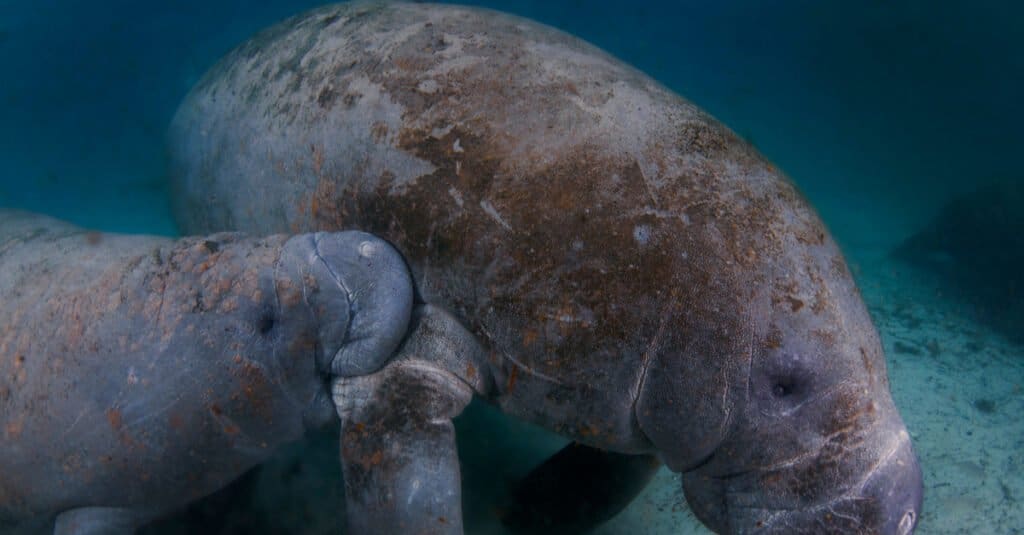 lamantino bambino sott'acqua
