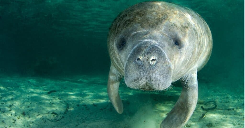 Manatee che nuota da solo