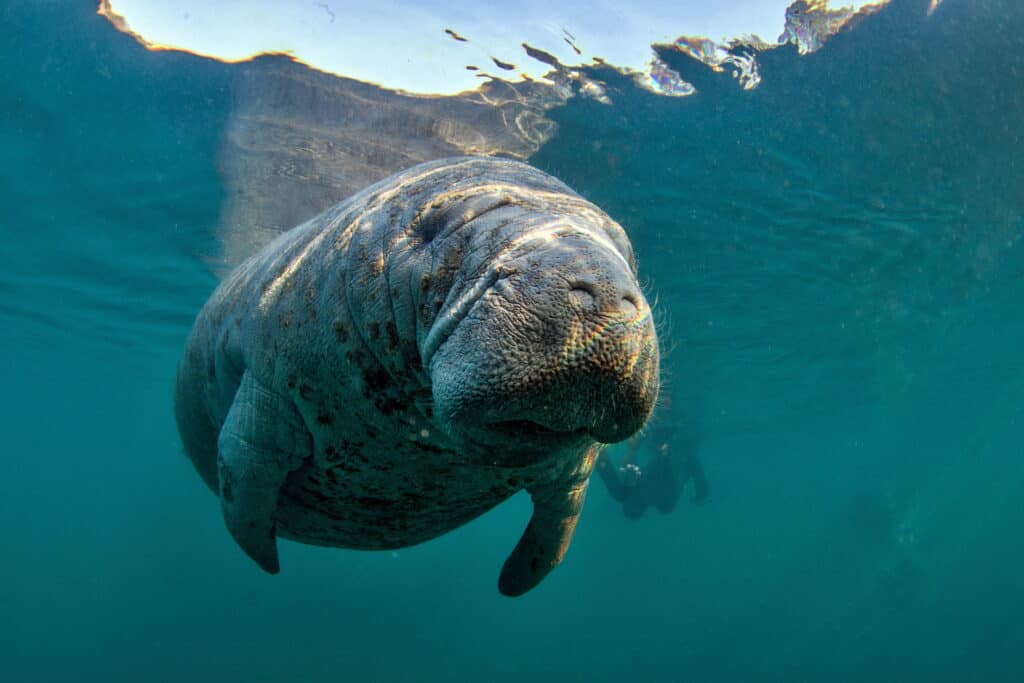 Manatee dell'India occidentale a Crystal River