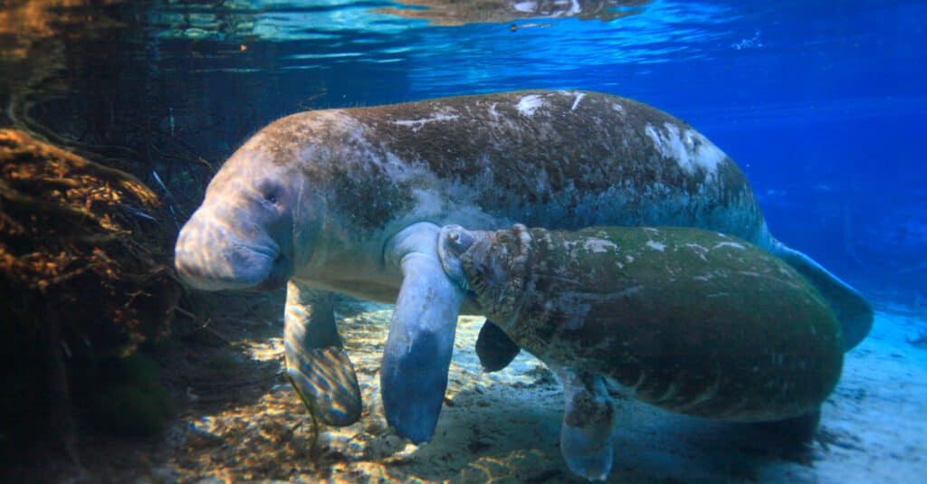 lamantini che nuotano insieme vicino al fondo dell'oceano