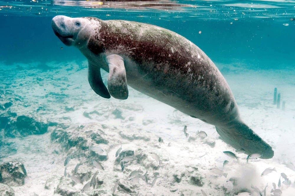 Manatee in cerca di cibo