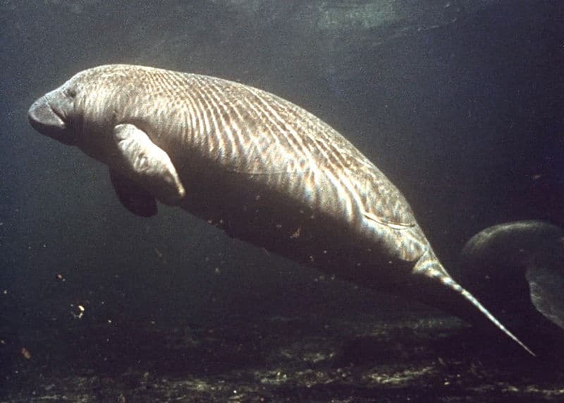 Manatee nuotare nel fiume