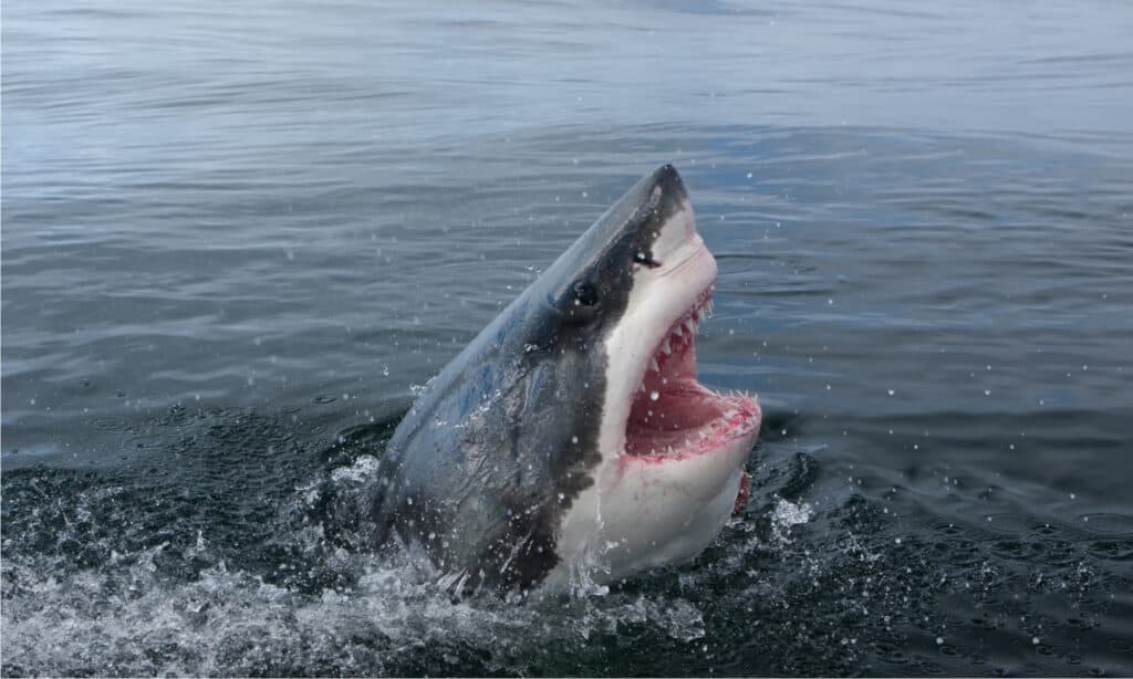 Grande squalo bianco, Carcharodon carcharias, che mostra i suoi denti.
