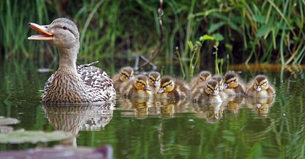 piccole anatre che seguono la madre
