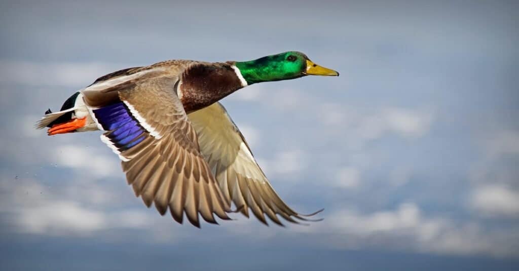 Uccelli volanti più alti-Mallard