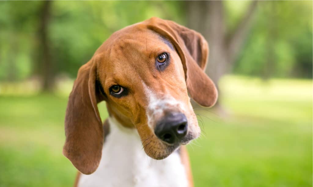 Foxhound inglese contro Foxhound americano