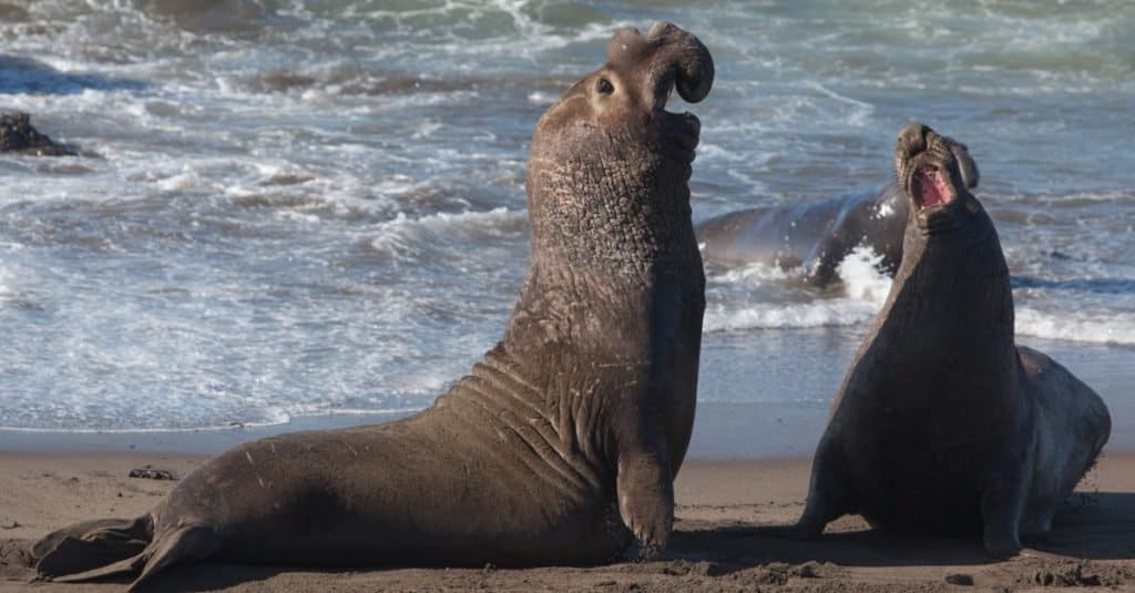 Animali più rumorosi: elefante marino settentrionale