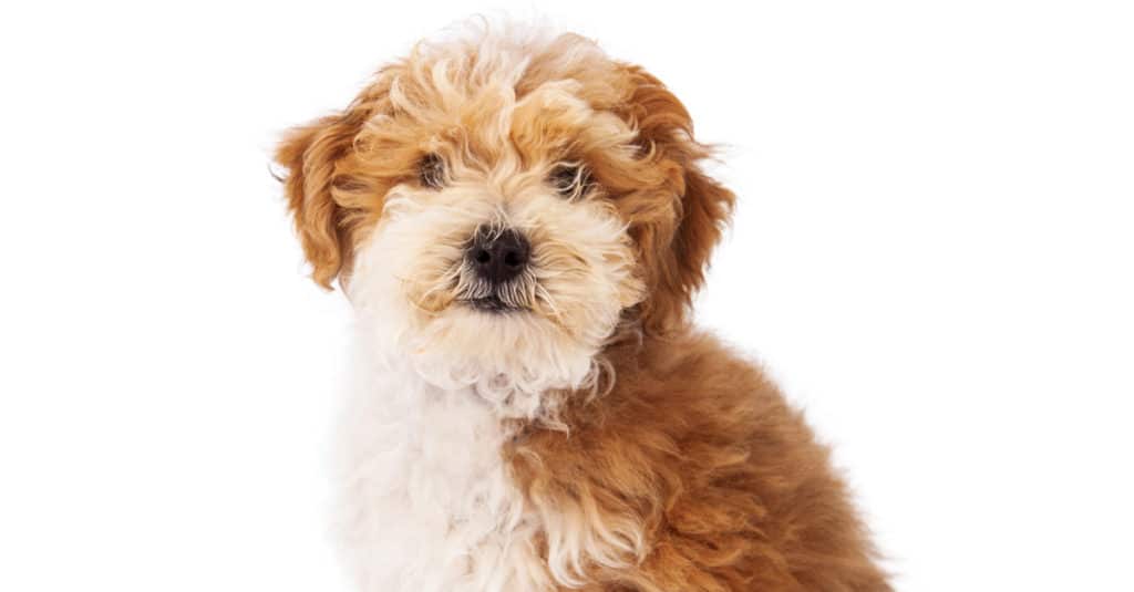 Havapoo contro Maltipoo