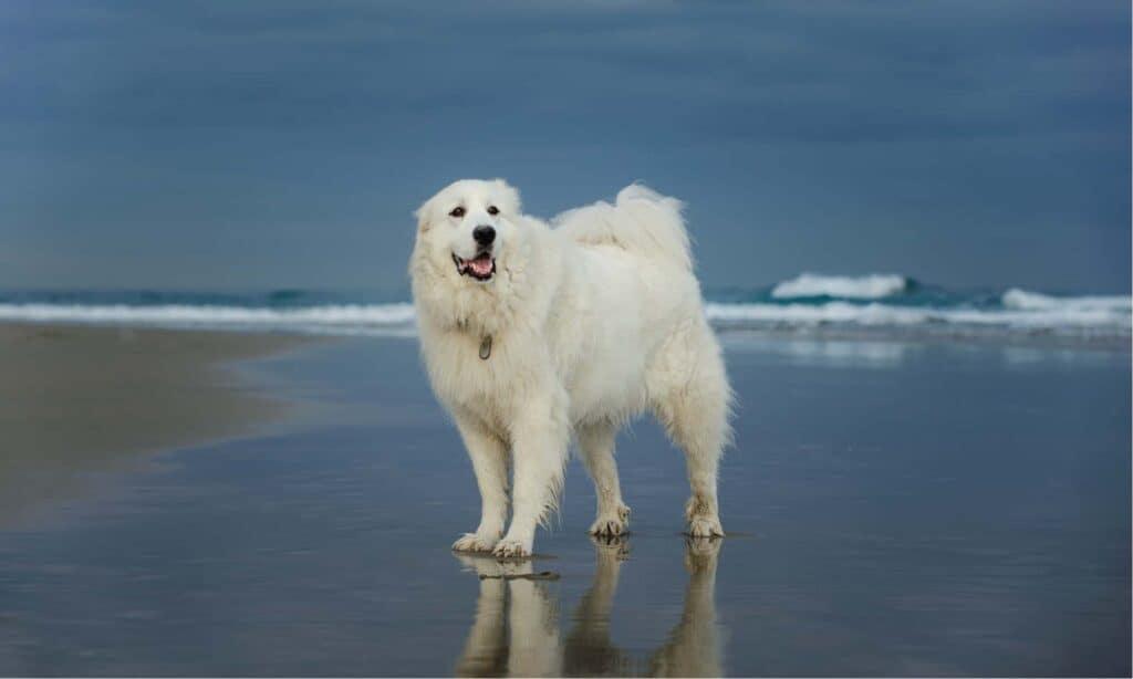 fromm cibo per cani di taglia grande