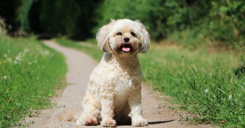Havapoo contro Maltipoo