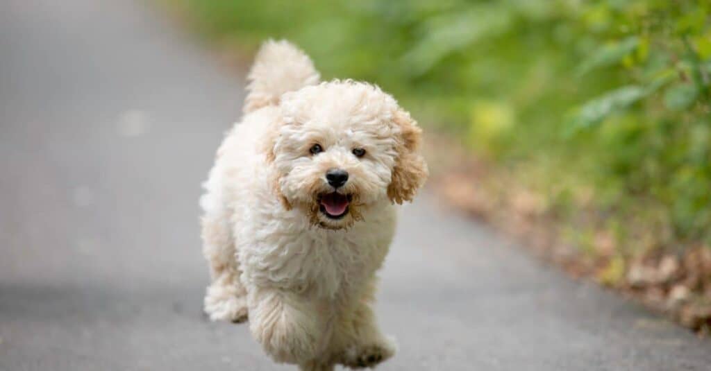 Havapoo contro Maltipoo