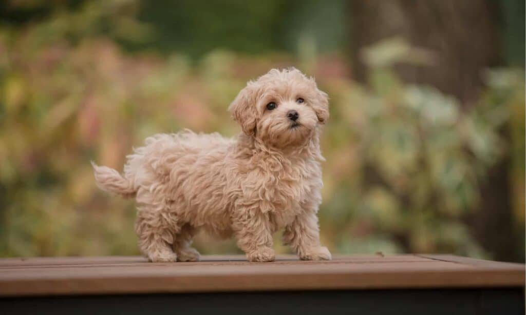 Havapoo contro Maltipoo