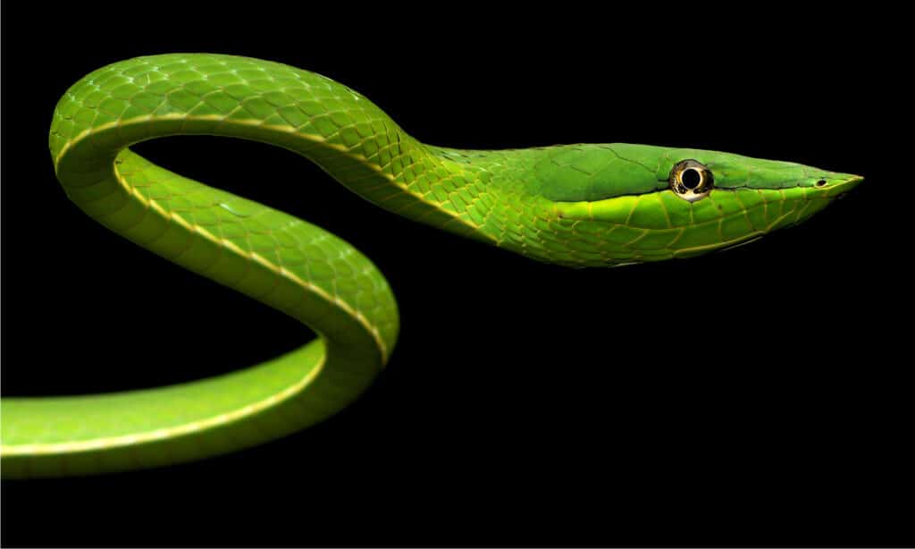 Serpente di vite verde