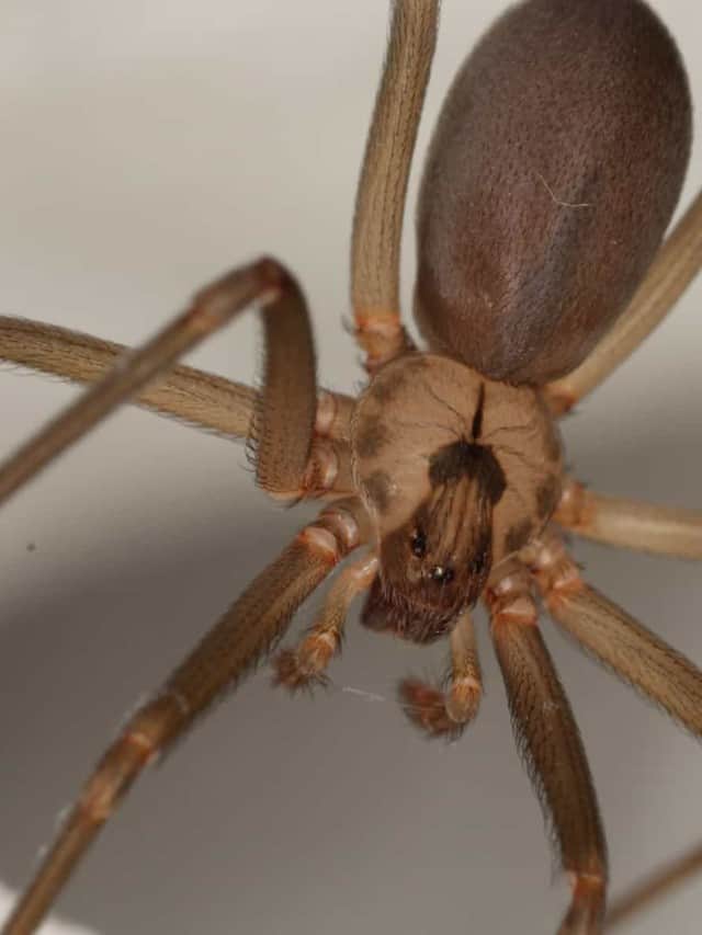 Brown Recluse vs King Cobra Che è un'immagine di copertina di un cacciatore più letale