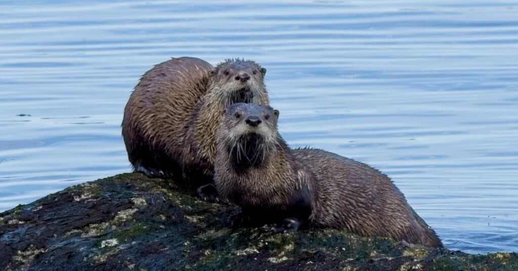 Gli animali più romantici