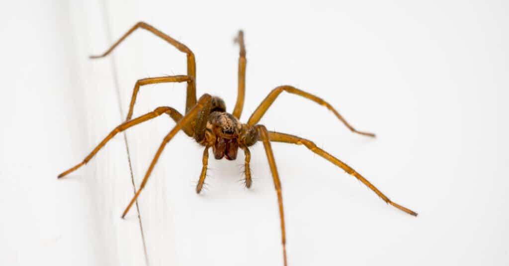 Casa comune Spider in un bagno