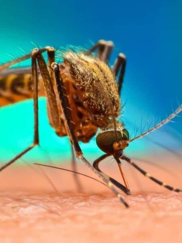 uno dei fatti più incredibili sulle mosche è che non hanno i denti