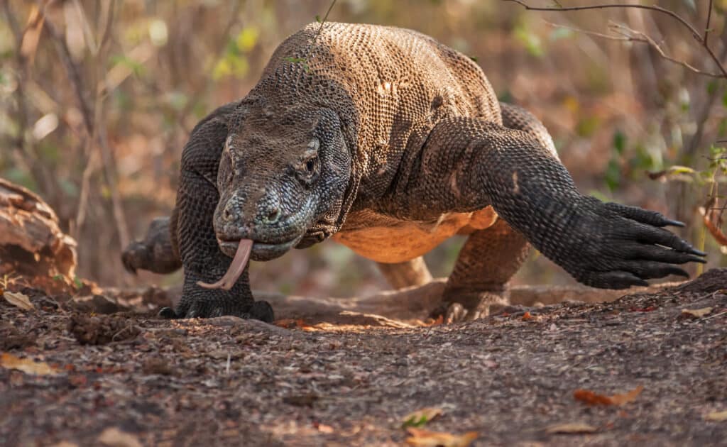 Ricarica del drago di Komodo