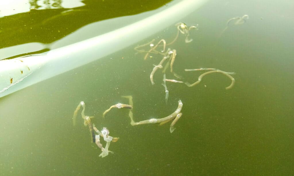 cacca di pesce
