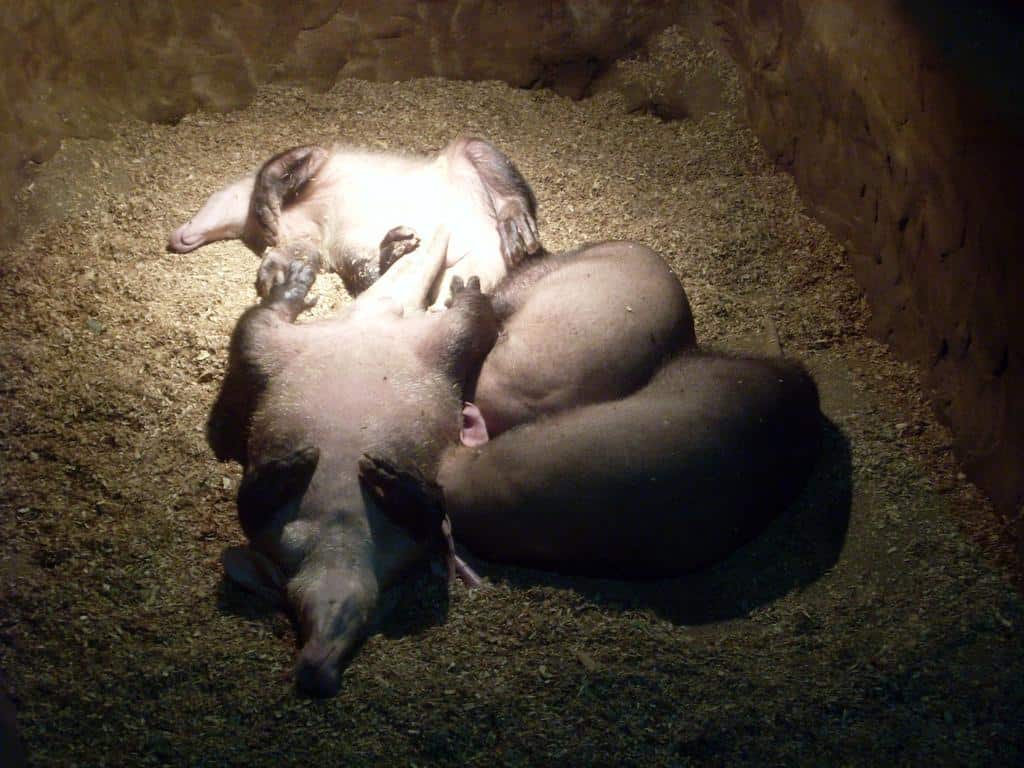 Oritteropo contro Armadillo