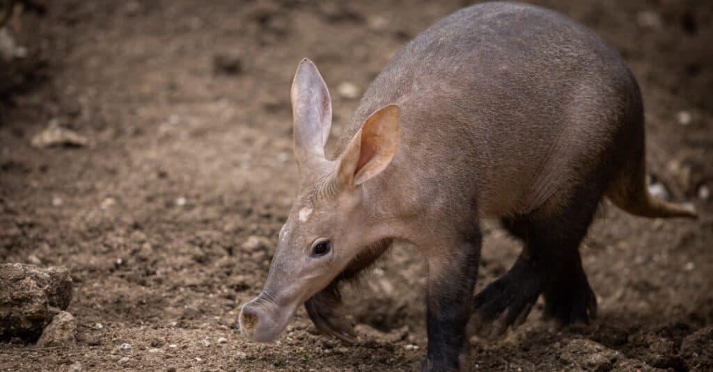 animali dal naso grosso: oritteropo