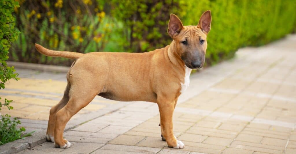 cucciolo di bull terrier in piedi sulle finitrici