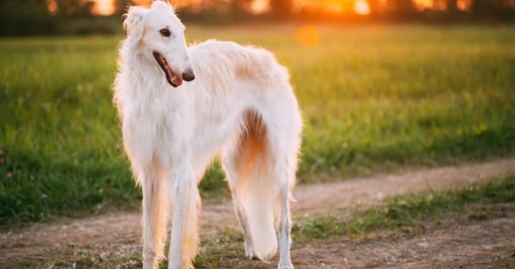 Cani più alti: Borzoi