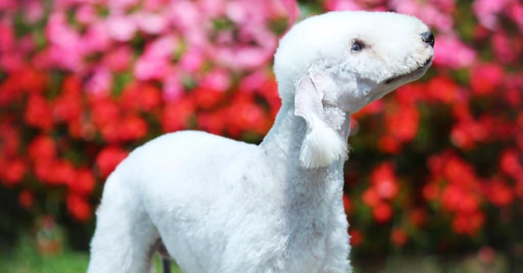 Bedlington Terrier con fiori sullo sfondo