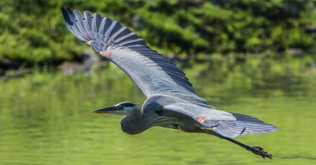 Airone di grande azzurro che sorvola l'acqua.
