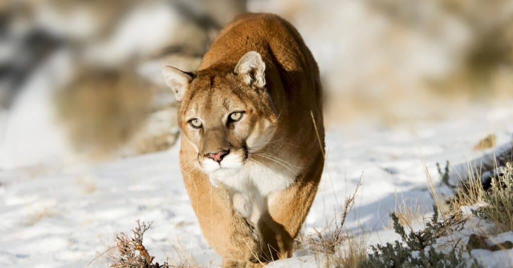 puma contro leone di montagna