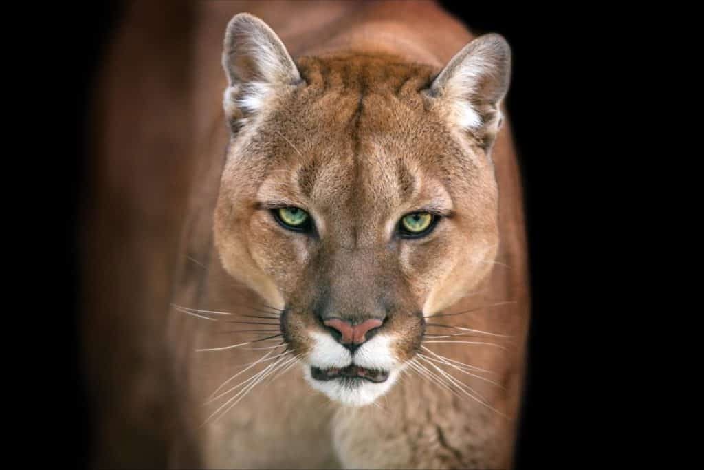 puma contro leone di montagna