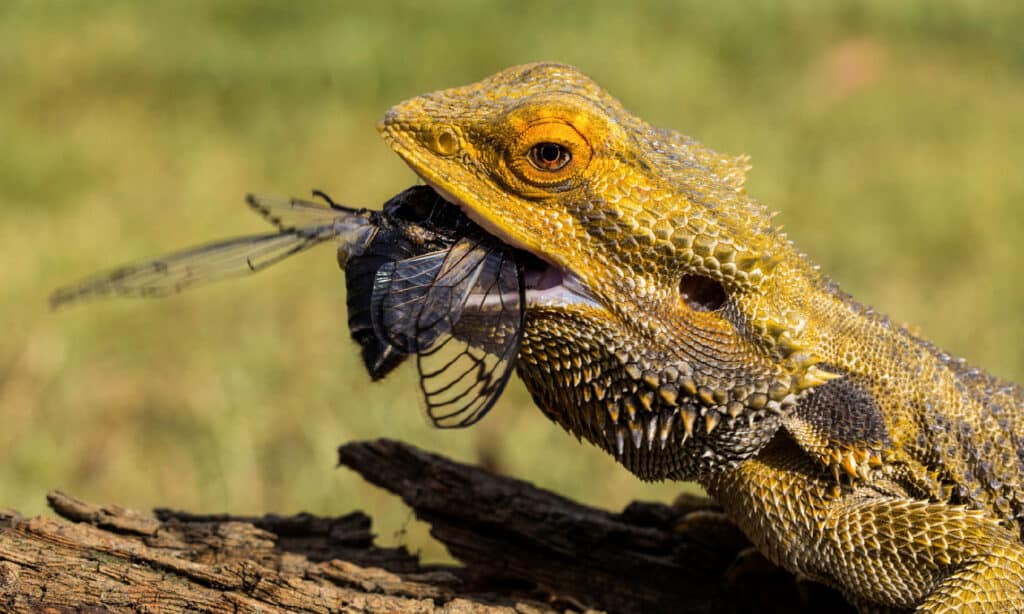 Drago barbuto