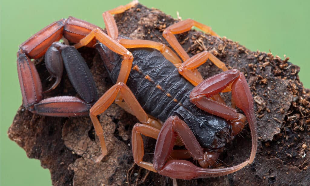 Scorpione di corteccia della Florida