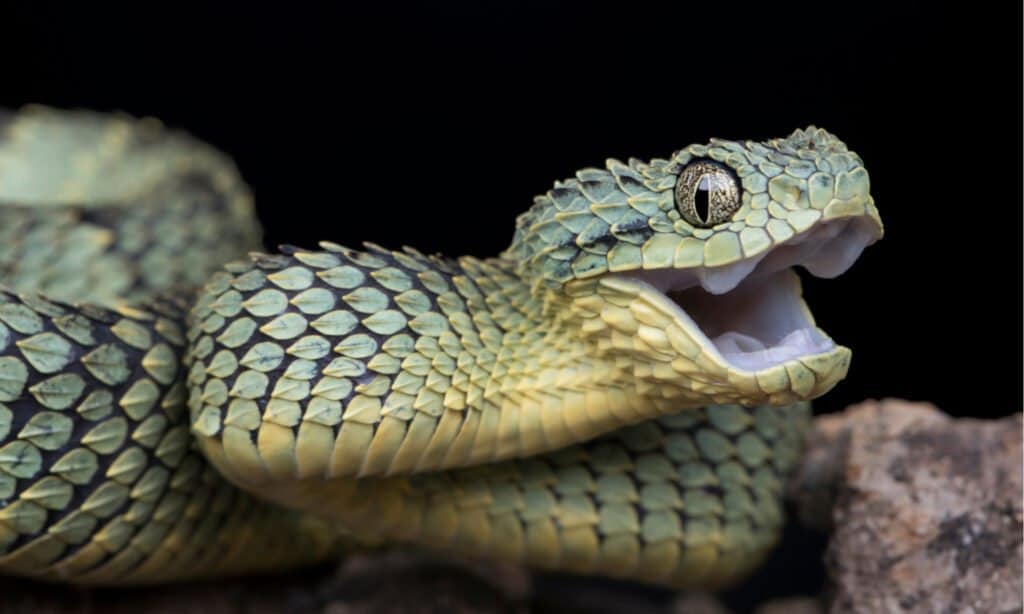 Vipera di Bush