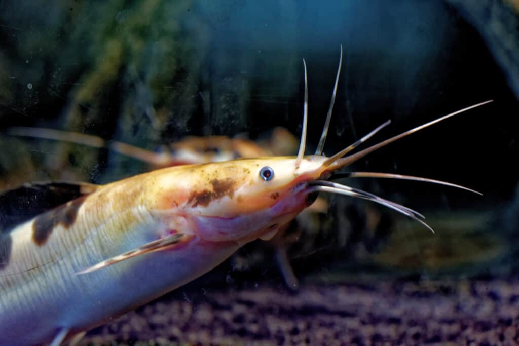 Pesce gatto dai denti aguzzi africano
